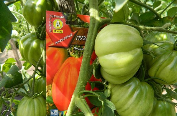  Puzata Hata Tomato