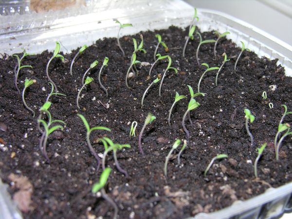  Semințele de plantare pentru răsaduri sunt posibile într-un singur recipient și în vase.