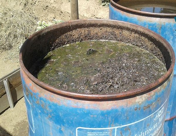  Pentru puieți Puzaty Cabane potrivite soluție mullein ca îngrășământ