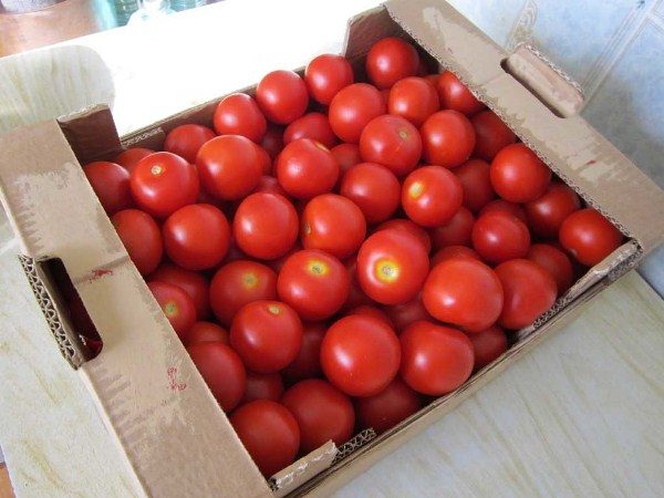  Debut Tomatoes tem boa qualidade de manutenção e capacidade de transportar o transporte por longas distâncias.