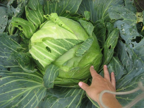 Testa di zucchero di cavolo