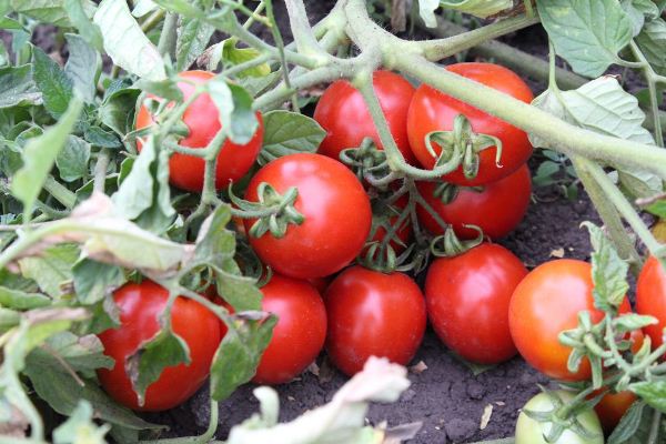  Countryman de grau de tomate