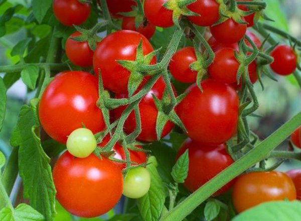 Intuição de variedade de tomate