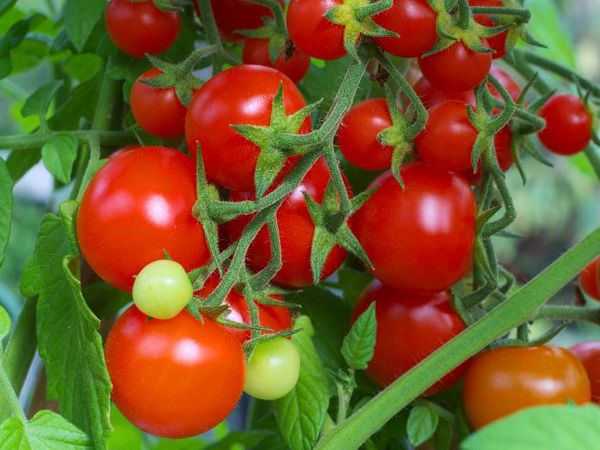  Intuição de variedade de tomate