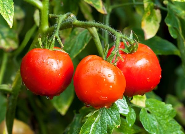  O peso das frutas da variedade Intuição é de 85-160 gramas