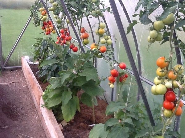  A colheita de frutos começa aos 120 dias após a germinação.