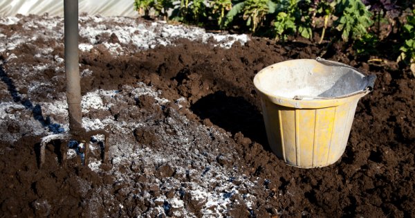  Requisitos do solo para plantio e regras de semeadura de tomate
