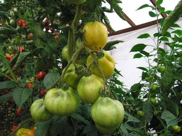  A trufa japonesa é caprichosa à temperatura e tem pincéis fracos.