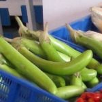  Le migliori varietà multicolore
