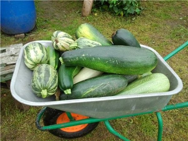  Per ottenere un buon raccolto, devi scegliere una varietà in base alle caratteristiche