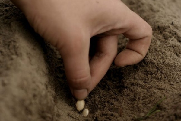  In piena terra, i semi preparati vengono seminati a fine maggio o inizio giugno.