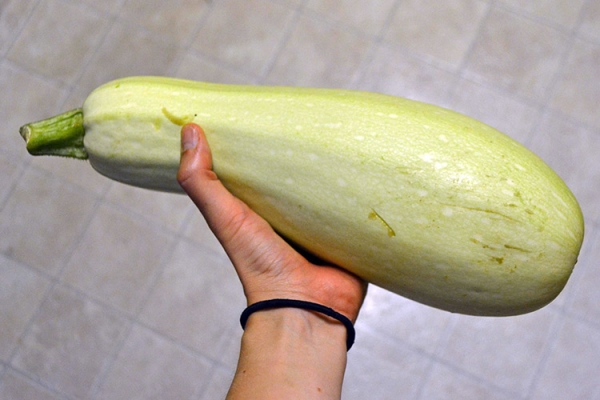  Planta prostrada, despretensiosa no cuidado, na fruta crua não é consumida