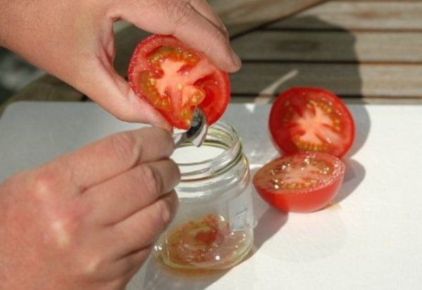  Coleta de sementes de tomate
