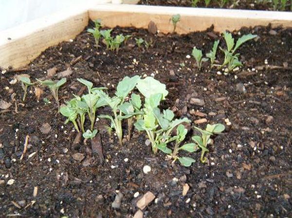  Kale seedlings need to be transplanted along with an earthy ball