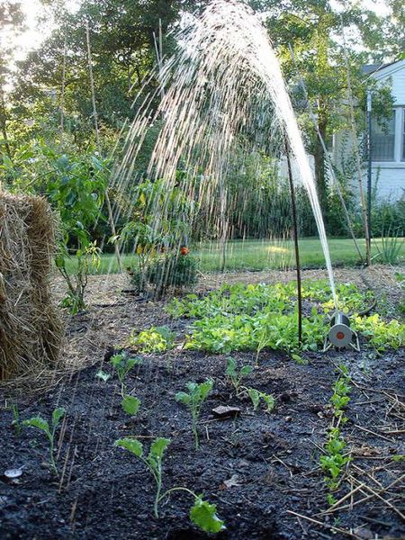  Watering Cabbage Kale