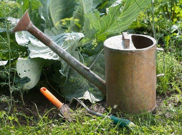 Varză de hrănire Iernarea trebuie efectuată în 3 etape