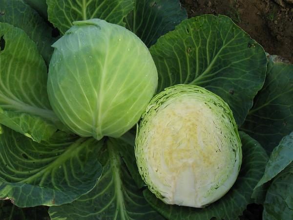  Testa di zucchero di qualità cavolo
