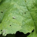  Cavolo mosca e cavolo talpa