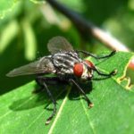  Insetti parassiti di cavoli in piena terra