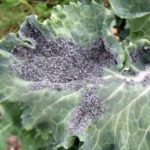  Lahana Aphid