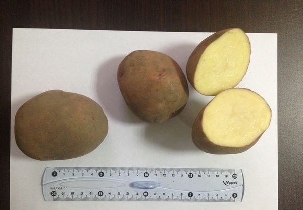  Los tubérculos para plantar es mejor elegir un peso de 50 a 100 gramos.