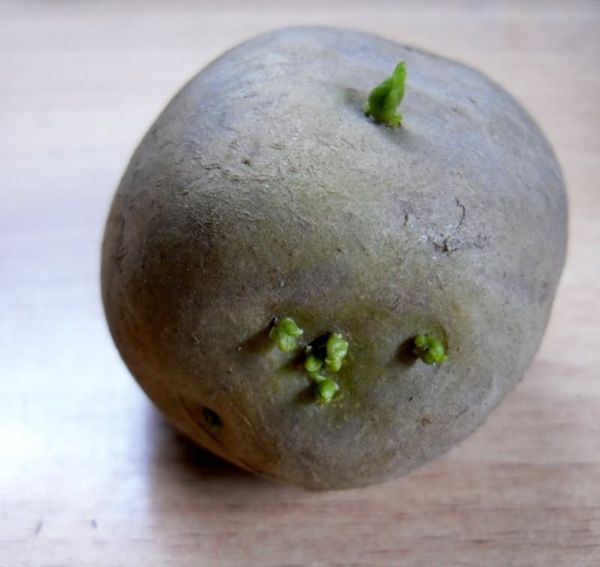 Durante 30 días de siembra en Siberia, los tubérculos deben ser germinados a brotes verdes.