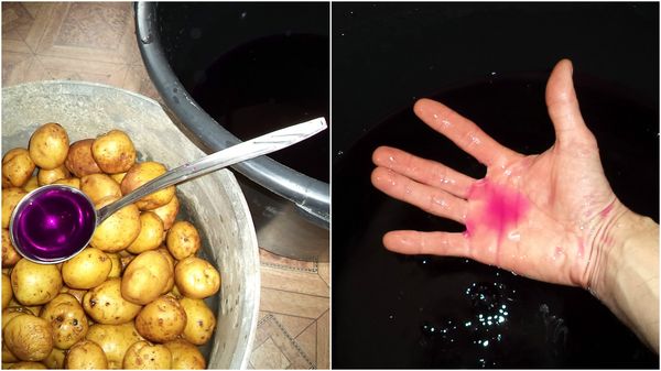 La desinfección del tubérculo se realiza con solución de permanganato de potasio.