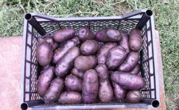  Properly germinated planting material of purple potatoes will provide fast, uniform shoots and early tying of tubers