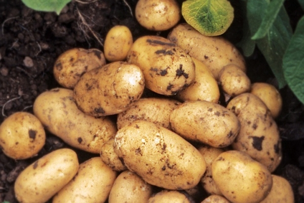  Description and characteristics of the potato variety Adretta, tips on planting and care