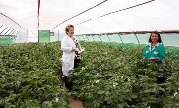  La patata fiorisce nella serra