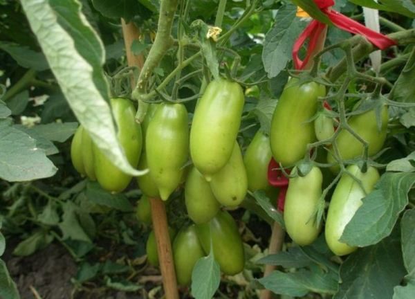  A principal vantagem do tomate Caspar é um alto rendimento.