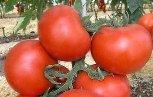  Tomate Katya