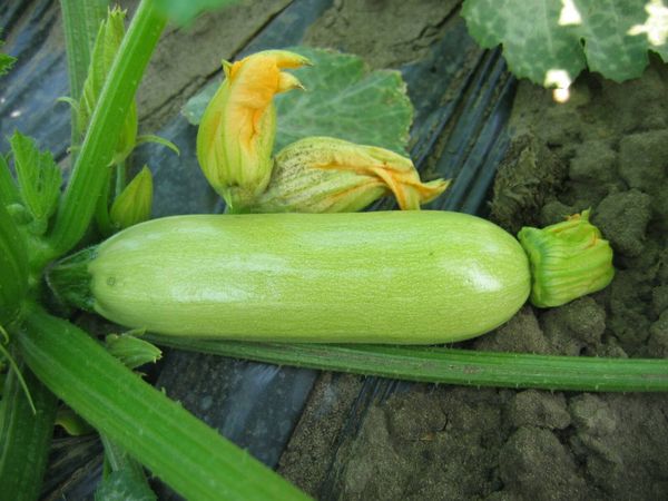  Zucchine a peso di frutta Kavili può raggiungere i 300 grammi