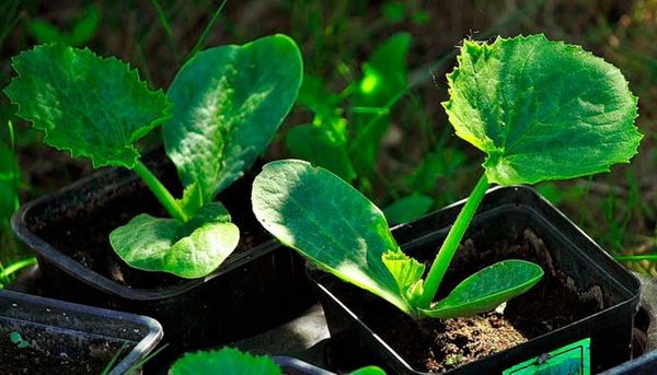  Le piantine di Cavili sono piantate nel terreno all'età di 30 giorni