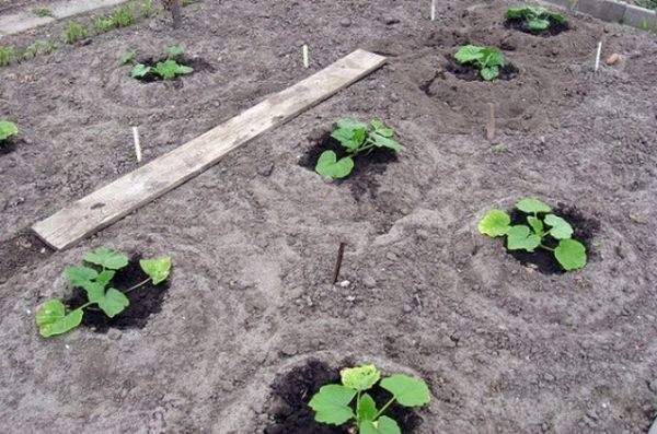  Kavili non è raccomandato per la semina dopo la zucca, cetrioli e zucca