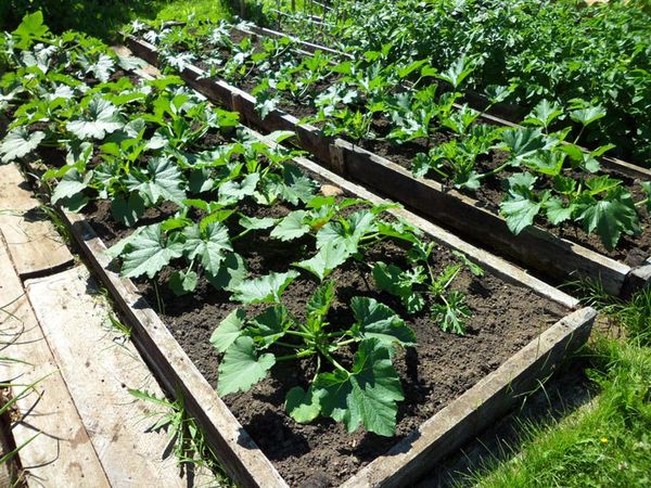  I letti per zucchine possono essere sollevati fino a un'altezza di 20-30 cm