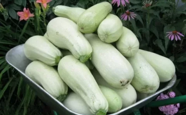  Zucchine Kawili per un utilizzo veloce possono essere tagliate alla base