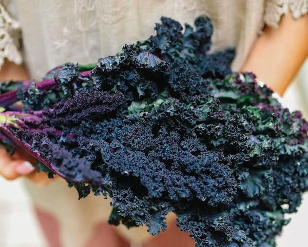  Russian Kale Kale