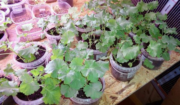  Cale Cabbage Seedlings