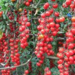  Prós e contras de tomate