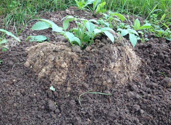  Growing potatoes using Chinese technology
