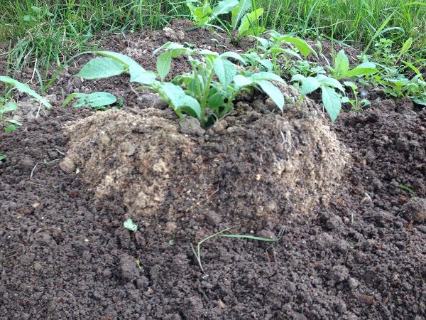  Cultivarea cartofilor folosind tehnologia chineză