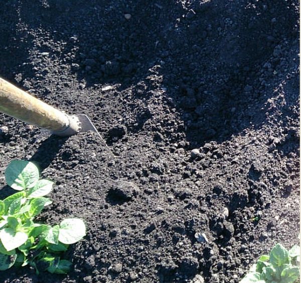  Din momentul plantării și înainte de recoltare este necesar să se toarnă pământul sub un tufiș