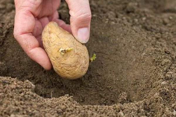  Conform metodei, tuberculii sunt plantați la o adâncime de aproximativ 60 cm