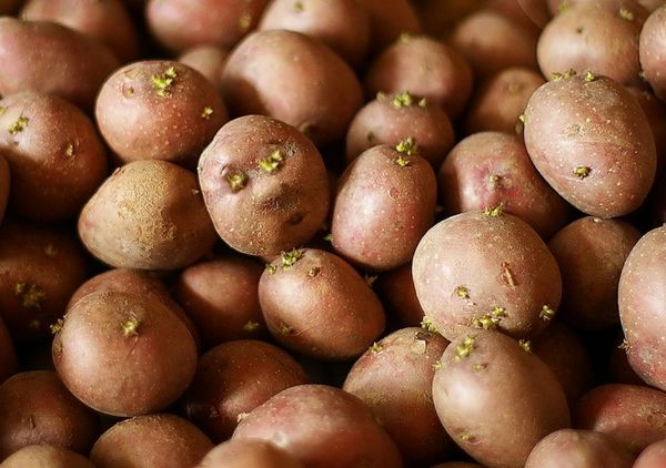  Root vegetables for planting should be the size of a chicken egg.