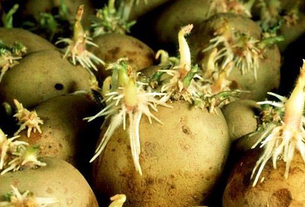  Before planting, the tubers should go green and germinate.