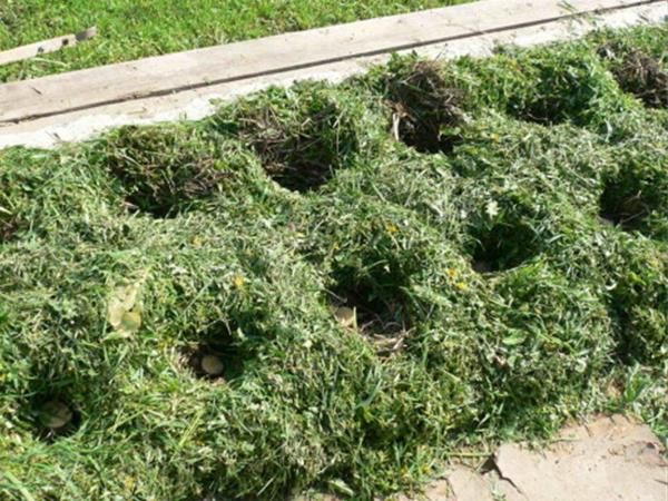  It is not necessary to dig up the soil, the tubers are laid directly on the weeds