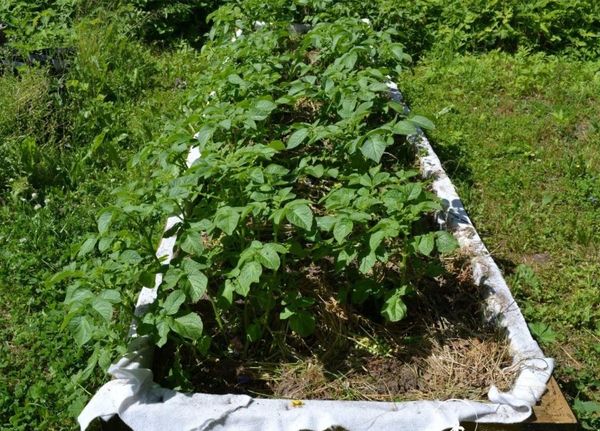  The rows of planted potatoes should be lit by the sun all day