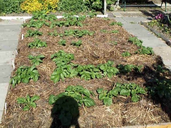  Hilling of potato bushes is made by compost from weeds