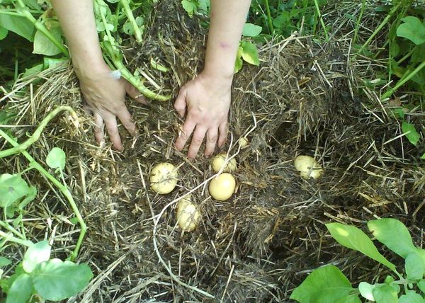  When harvesting you need to move the compost, collect the tubers and push it back